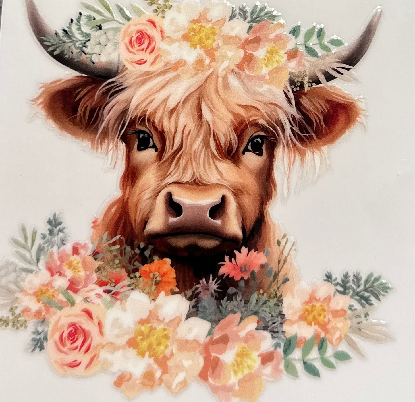 Cow #1808